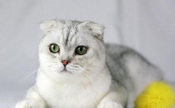 最适合新手养的十种猫，洁癖人士第一选择的宠物