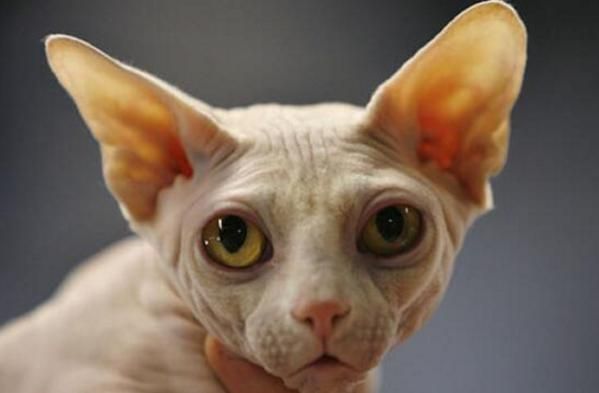 最适合新手养的十种猫，洁癖人士第一选择的宠物