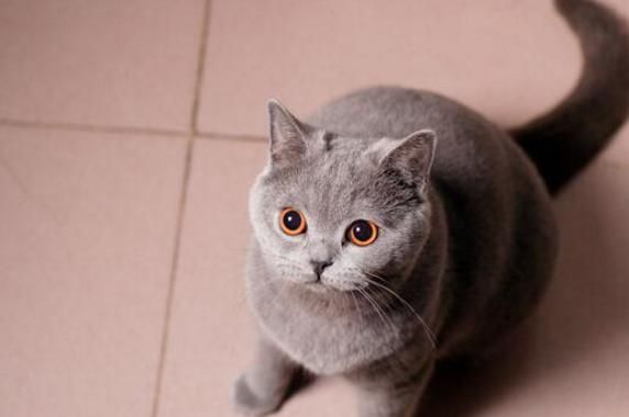 最适合新手养的十种猫，洁癖人士第一选择的宠物