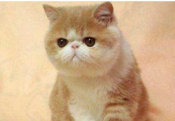 最适合新手养的十种猫，洁癖人士第一选择的宠物