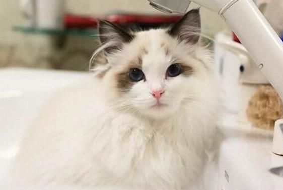 最适合新手养的十种猫，洁癖人士第一选择的宠物