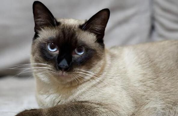 最适合新手养的十种猫，洁癖人士第一选择的宠物