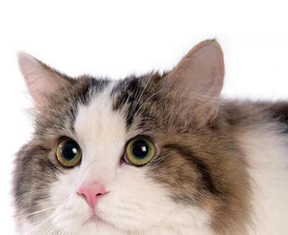 最适合新手养的十种猫，洁癖人士第一选择的宠物