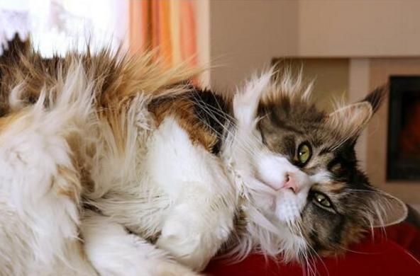 最适合新手养的十种猫，洁癖人士第一选择的宠物