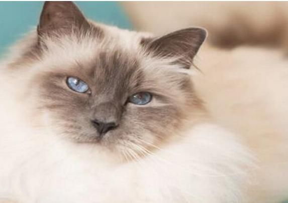 最适合新手养的十种猫，洁癖人士第一选择的宠物