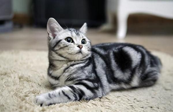 最适合新手养的十种猫，洁癖人士第一选择的宠物