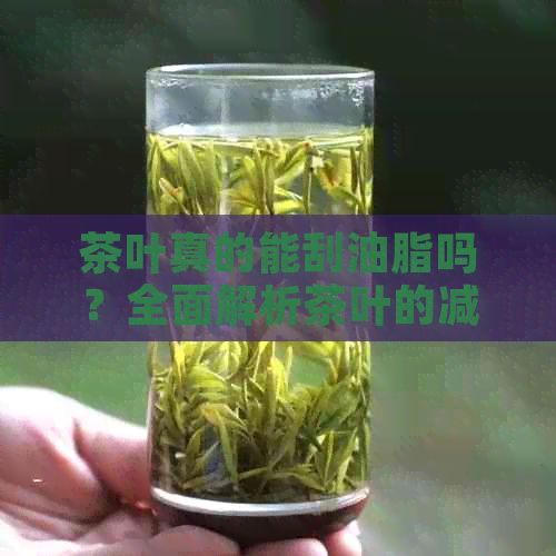 茶葉真的能刮油脂嗎？全面解析茶葉的減肥功效與正確飲用方法