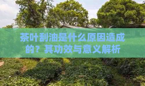 茶葉刮油是什么原因造成的？其功效與意義解析