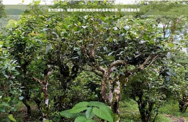 全方位解析：哪些茶葉能有效排出體內毒素與雜質，提升健康水平