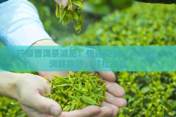 檸檬普洱茶減肥：快速見效、天然健、消除脂肪、輕松瘦身