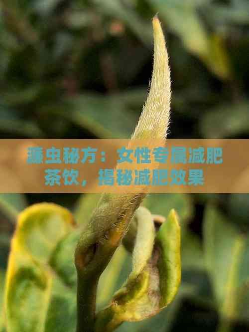 濂蟲秘方：女性專屬減肥茶飲，揭秘減肥效果
