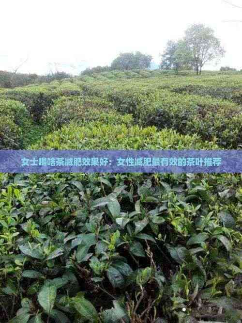 女士喝啥茶減肥效果好：女性減肥最有效的茶葉推薦