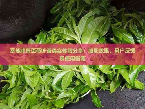 萃能牌普洱荷葉茶真實體驗分享：減肥效果、用戶反饋及使用指南