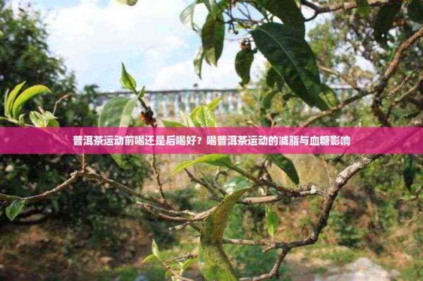 普洱茶運動前喝還是后喝好？喝普洱茶運動的減脂與血糖影響