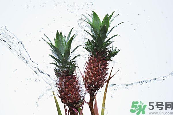 菠蘿和螃蟹能一起吃嗎？菠蘿能與螃蟹同吃嗎？