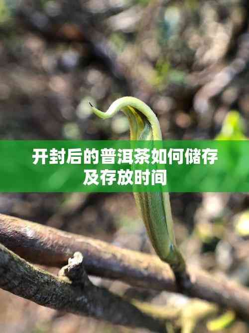 开封后的普洱茶如何储存及存放时间