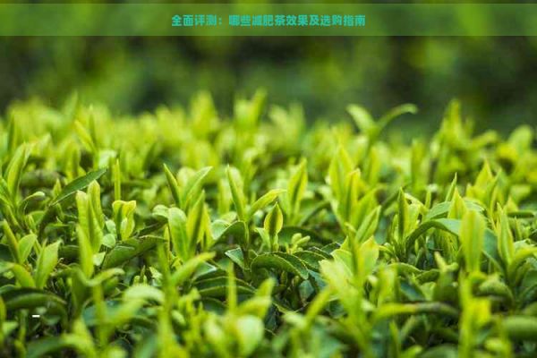 全面评测:哪些减肥茶效果及选购指南