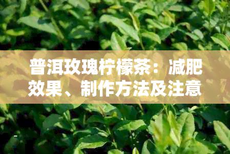 普洱玫瑰檸檬茶：減肥效果、制作方法及注意事項全解析
