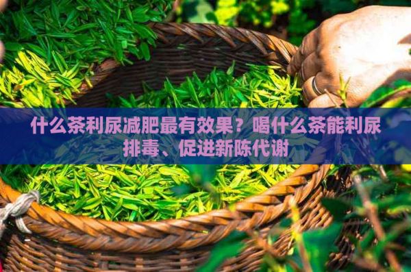 什么茶利尿減肥最有效果？喝什么茶能利尿排、促進新陳代謝
