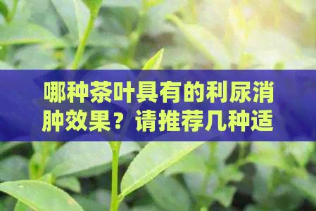 哪種茶葉具有的利尿消腫效果？請(qǐng)推薦幾種適合的茶葉種類。