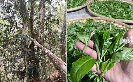 怎样选购购买藏的普洱茶茶叶，藏区普洱茶选购指南：怎样买到优质的藏茶？