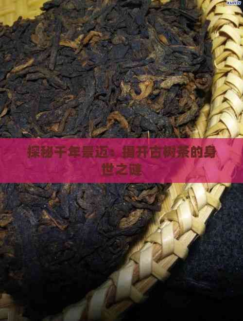 探秘千年景邁：揭開古樹茶的身世之謎