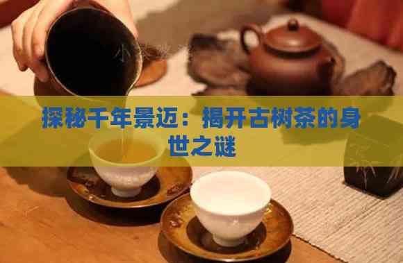 探秘千年景邁：揭開古樹茶的身世之謎