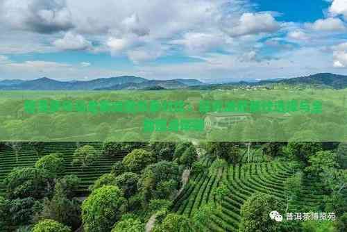 普洱茶與烏龍茶減肥效果對比：探究減肥茶飲選擇與全面瘦身策略