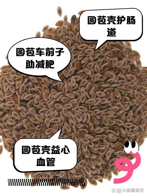 圆苞车前子壳粉是什么东西?有什么用?(圆苞车前子壳有副作用吗)-图1