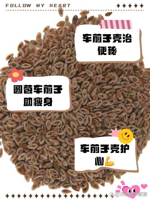 圆苞车前子壳粉是什么东西?有什么用?(圆苞车前子壳有副作用吗)-图2