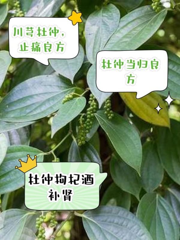 杜仲片是怎么吃的？食用方法是什么样的？（杜仲如何服用效果好）-图2