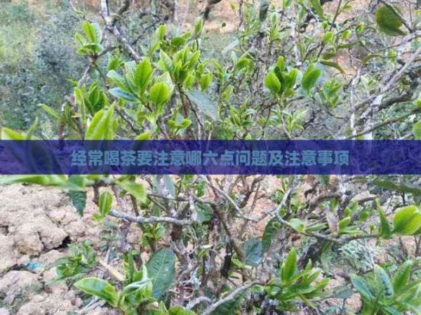 經(jīng)常喝茶要注意哪六點(diǎn)問題及注意事項(xiàng)