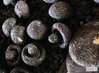 普洱茶渣怎么发酵做肥料及使用方法探究