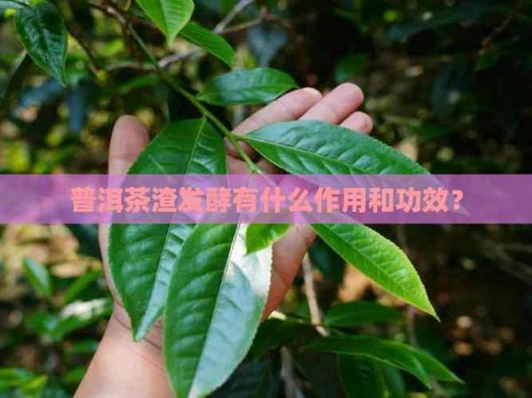 普洱茶渣發(fā)酵有什么作用和功效？