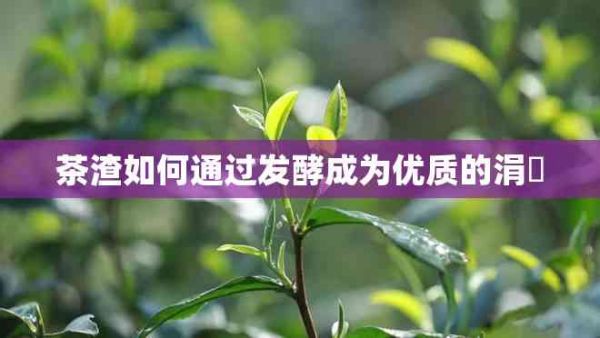 茶渣如何通過發(fā)酵成為優(yōu)質(zhì)的涓嶈