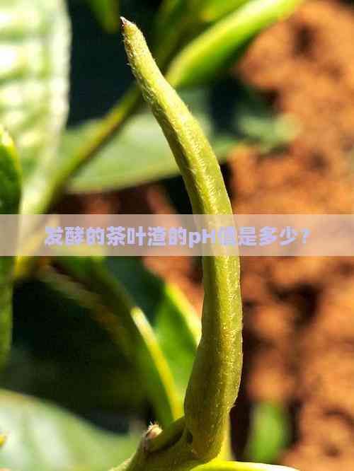 發(fā)酵的茶葉渣的pH值是多少？