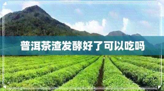 普洱茶渣發(fā)酵好了可以吃嗎