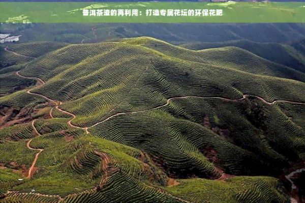 普洱茶渣的再利用：打造專屬花壇的環(huán)?；ǚ?></p><p>普洱茶渣是可作為花肥利用的。普洱茶渣中含有豐富的氮、磷、鉀等元素這些元素是植物生長所必需的。氮元素可以促進植物的生長使葉子更加茂；磷元素有助于根系發(fā)達，增強植物的吸收能力；鉀元素可加強植物的抗病能力，促進花果的形成。</p> <h3>普洱茶渣可做花肥嗎有嗎</h3> <p>普洱茶渣本身是無的，可安全地作為花肥采用。但需要留意的是在采用普洱茶渣作為花肥時，要保證茶渣未有受到污染。例如茶渣中不能含有農(nóng)藥、重金屬等有害物質(zhì)。 在選用普洱茶渣作為花肥時，要選擇優(yōu)質(zhì)的普洱茶，并保證茶渣來源的安全。</p> <h3>普洱茶葉渣可做花肥嗎</h3> <p>普洱茶葉渣同樣可作為花肥利用。茶葉渣中同樣含有豐富的氮、磷、鉀等元素，對植物生長具有很好的促進作用。與茶渣相比，茶葉渣的顆粒較小，更容易分解，更適合用作花肥。</p> <h3>普洱茶渣能夠做肥料嗎</h3> <p>普洱茶渣不僅能夠作為花肥，還能夠作為肥料。茶渣中的有機質(zhì)和微生物能夠改善土結(jié)構，增加土的透氣性和保水性促進植物生長。將普洱茶渣用作肥料，既能減少環(huán)境污染，又能提升土品質(zhì)，實現(xiàn)可持續(xù)發(fā)展。</p> <h3>普洱茶渣做花肥的方法</h3> <h3>發(fā)酵法</h3> <p>將普洱茶渣放入一個容器中，加入適量的水，密封保存實行發(fā)酵。發(fā)酵期間會產(chǎn)生熱量，加速茶渣的分解。發(fā)酵完成后，將茶渣與土混合，即可用作花肥。</p> <h3>直接埋入法</h3> <p>將普洱茶渣直接埋入花壇的土中，茶渣在土中逐漸分解為植物提供養(yǎng)分。但需要留意的是，茶渣不宜過多，以免作用植物的生長。</p> <h3>制作液體花肥</h3> <p>將普洱茶渣放入水中浸泡，待水變成茶色后，將茶水過濾出來，即可用作液體花肥。液體花肥采用方便，可直接澆在植物根部，為植物提供養(yǎng)分。</p> <h3>普洱茶渣花肥的關注事項</h3> <h3>適量采用</h3> <p>雖然普洱茶渣含有豐富的養(yǎng)分但過量采用有可能引起土鹽分過高，作用植物的生長。 在采用茶渣花肥時，要適量用。</p> <h3>避免直接接觸植物</h3> <p>茶渣作為花肥時，不要直接接觸植物，以免影響植物的生長。可將茶渣與土混合，或?qū)⒉柙袢胪林小?/p> <h3>關注茶渣來源</h3> <p>選用普洱茶渣作為花肥時，要保障茶渣來源的安全，避免采用含有農(nóng)藥、重金屬等有害物質(zhì)的茶渣。</p> <h3>總結(jié)</h3> <p>普洱茶渣作為一種環(huán)保、可持續(xù)的資源，具有很高的再利用價值。將普洱茶渣作為花肥，既能減少環(huán)境污染，又能為植物提供豐富的養(yǎng)分。通過正確的方法利用普洱茶渣，咱們能夠打造專屬花壇的環(huán)保花肥，為花草樹木的生長提供有力支持。讓咱們一起行動起來，為地球環(huán)保貢獻一份力量。</p><p>語音朗讀：</p> </article><p style=
