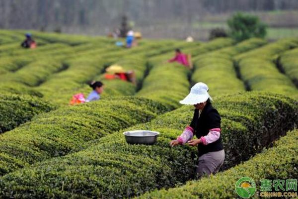 無公害茶葉怎么種植？無公害茶葉高效種植技術(shù)詳解-圖片版權(quán)歸惠農(nóng)網(wǎng)所有