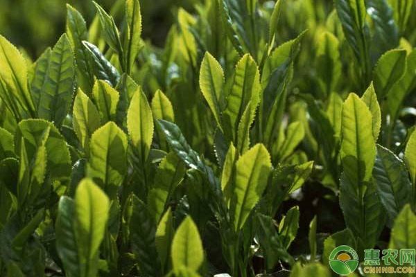 無公害茶葉怎么種植？無公害茶葉高效種植技術(shù)詳解-圖片版權(quán)歸惠農(nóng)網(wǎng)所有