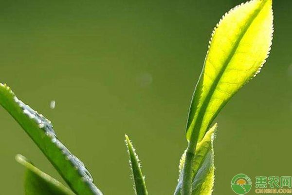 無公害茶葉怎么種植？無公害茶葉高效種植技術(shù)詳解-圖片版權(quán)歸惠農(nóng)網(wǎng)所有