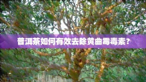 普洱茶如何有效去除黃曲霉素？