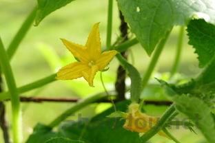 碧生源減肥茶多久見效，碧生源減肥茶
