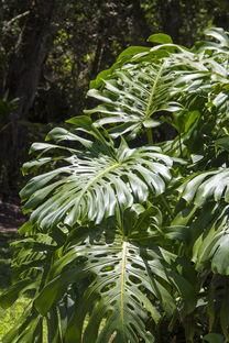 碧生源減肥茶怎么樣?，碧生源減肥茶怎么樣呢