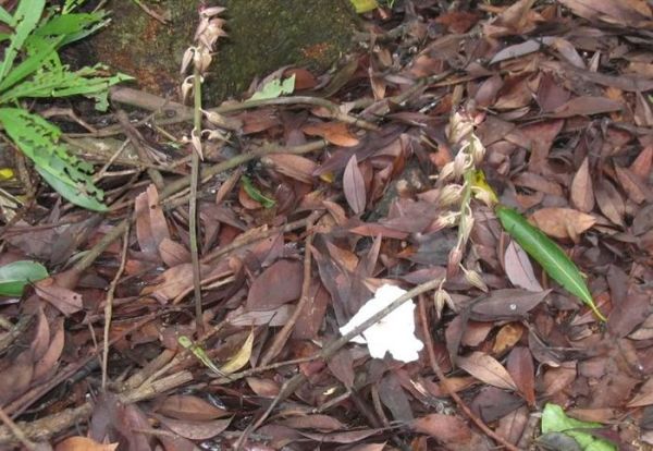 这几种植物无根无叶，中医把它们当心头宝，快看看你身边有没有！