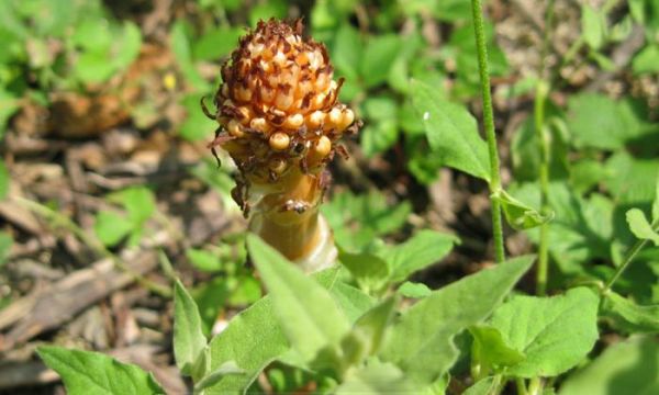 这几种植物无根无叶，中医把它们当心头宝，快看看你身边有没有！