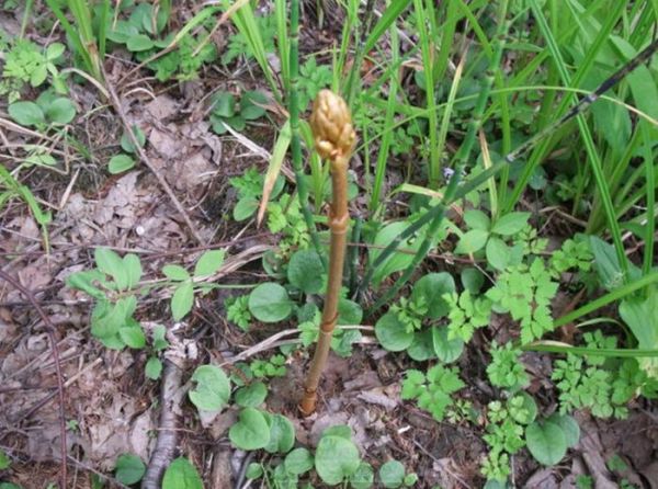 这几种植物无根无叶，中医把它们当心头宝，快看看你身边有没有！