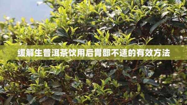 緩解生普洱茶飲用后胃部不適的有效方法