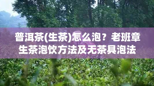 普洱茶(生茶)怎么泡？老班章生茶泡饮方法及无茶具泡法