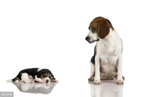 春夏秋冬哪個季節(jié)更適合狗狗生小狗，寵物醫(yī)生認為這個季節(jié)最合適 